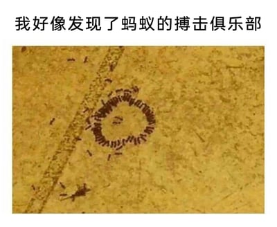 这是一张带有调侃文字的实拍自然场景图，图上方配文“我好像发现了蚂蚁的搏击俱乐部”，图中地面上大量蚂蚁围成一个环形，一只蚂蚁位于环形中心，还有部分零散蚂蚁分布在环形外围以及旁边的一条路径上。网友将蚂蚁这种自然行为拟人化，调侃成人类的搏击俱乐部场景，把环形比作擂台，中心的蚂蚁比作选手，外围的蚂蚁比作观众，用幽默的方式解读蚂蚁的“死亡漩涡”现象，十分有趣。