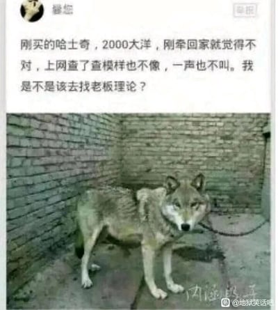 这是一张图文混排的社交媒体截图，上方是买家的文字吐槽：花费2000元购买了一只自认为是哈士奇的动物，带回家后发现它的外形和网上的哈士奇不符，而且这只动物一声也不叫，因此纠结是否要找卖家理论。下方的配图是一只被铁链拴在砖墙墙角的狼，它的外形和哈士奇有一定相似性，但眼神警惕、神态严肃，更具野性，和常见的哈士奇活泼的神态截然不同。整个内容的笑点在于买家误将狼当作哈士奇购买，形成了荒诞又搞笑的生活乌龙事件。