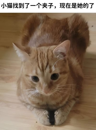 图片中是一只橘色虎斑猫趴在浅色木地板上，前爪紧紧抱着一个黑色夹子，眼睛圆溜溜地向上看，表情显得好奇又专注。图片顶部有一行文字：“小猫找到了一个夹子，现在是她的了”，生动展现了猫咪对新发现物品的占有欲，整体画面温馨可爱，充满生活气息。