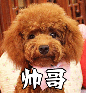 小泰迪看到帅哥秒变爱心眼