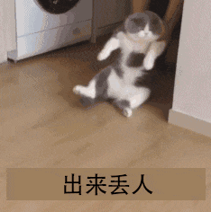 被拎起来的猫咪：出来丢人啦