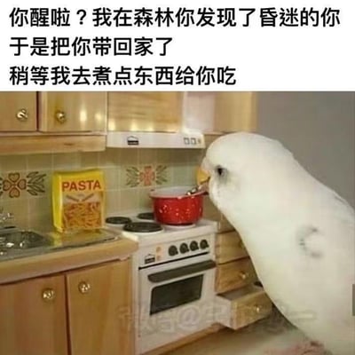 这是一张图文混排的搞笑梗图，上方配有拟人化的中文台词：“你醒啦？我在森林里发现了昏迷的你，于是把你带回家了，稍等我去煮点东西给你吃”，模拟鹦鹉的视角与观看者对话。下方的画面中，一只真实的白色鹦鹉正站在一套迷你厨房模型前，用喙触碰着模型锅里的器具，仿佛正在认真地做饭。图片通过将真实动物与迷你场景结合，搭配拟人化的温馨又荒诞的台词，营造出反差感拉满的搞笑效果，没有双关或谐音梗。