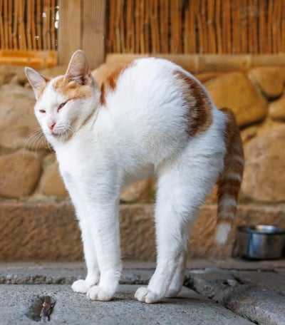 这是一张真实拍摄的橘白猫咪照片，由于猫咪身体扭转的角度与拍摄视角的巧合，造成了视觉错位，让猫咪看起来像是长了四条前腿，营造出新奇又搞笑的效果。猫咪表情慵懒，站在石墙与竹制围栏前，画面充满趣味，是非常有意思的抓拍错觉图。
没有双关、谐音梗等内容。