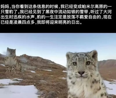 这是一张小猫文学衍生的玩梗图文混排图，图片上方黑色背景区域配有白色的拟人化文字，内容是以第一人称的口吻写给妈妈的留言：称自己已经变成帕米尔高原的一只雪豹，见识了高原的雪带与河水，信奉爱自由的生活，即将在凌晨四点迎接日出；图片下半部分是真实的帕米尔高原山地场景，地面分布着残雪，画面前景有一只雪豹正对镜头，背景山坡上还有另一只雪豹，整体符合小猫文学拟人化第一人称叙述的风格。