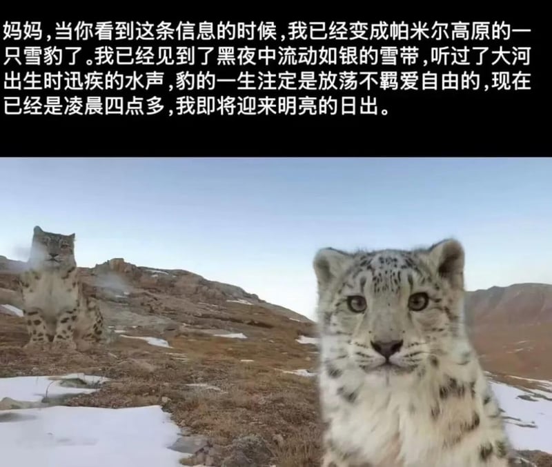 小猫文学衍生玩梗内容