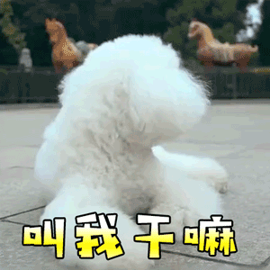 小白狗疑惑脸：叫我干嘛？