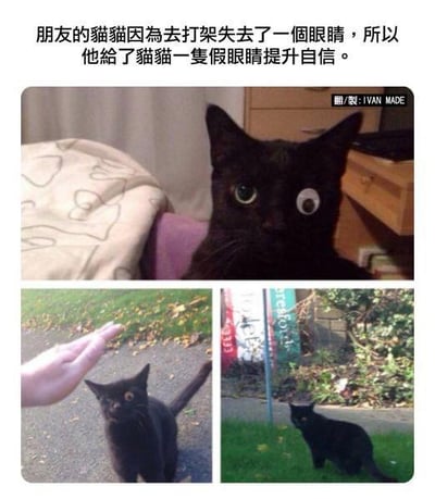 这是一组多图拼接的搞笑图文梗图，上方配有文字说明“朋友的猫猫因为去打架失去了一个眼睛，所以他给了猫猫一只假眼睛提升自信”，第一张图是一只独眼黑猫被P上了一个类似玩具活动眼珠的搞笑假眼，违和感拉满，显得十分滑稽；下方两张图是这只黑猫在户外的真实照片，一张是对着伸出的手看，一张是站在草地上，状态放松自然。图中没有双关、谐音梗等内容，笑点在于严肃的文字描述和敷衍搞笑的假眼之间的反差，以及假眼和猫咪本身的违和感。