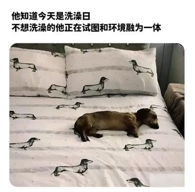 一只棕色腊肠犬趴在印有腊肠犬图案的床单上，身体舒展平躺，头部微微低垂，似乎在假装自己也是床单上的图案。图片上方配有文字说明：'他知道今天是洗澡日 不想洗澡的他正在试图和环境融为一体'，幽默地表现了宠物逃避洗澡的可爱行为。