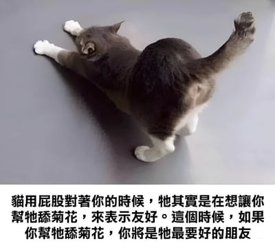 图片上半部分是一只灰白色的猫咪趴在光滑的灰色平面上，前爪向前伸展，身体向后弓起，尾巴翘起，正将屁股朝向镜头，呈现出伸懒腰的放松姿态。图片下半部分配有一段黑色文字，内容为：“猫用屁股對著你的時候，牠其實是在想讓你幫牠舔菊花，來表示友好。這個時候，如果妳幫牠舔菊花，你將是牠最要好的朋友”。这段文字以幽默夸张的方式虚构了猫咪行为的解读，旨在制造搞笑效果。