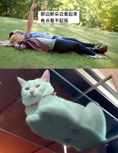 上图为一对男女躺在草地上，男子手指天空说'那边那朵云看起来有点看不起我'；下图为一只白猫躺在玻璃桌上，表情高傲，形成幽默对比。