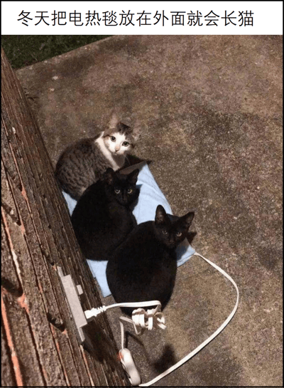 一张户外场景的照片，展示了三只猫（两只黑猫和一只灰白相间的猫）正坐在一个蓝色的电热毯上。电热毯连接着电源，放在水泥地面上。图片上方有一行文字：'冬天把电热毯放在外面就会长猫'，用幽默的方式表达了猫对温暖的喜爱和被吸引的特性。