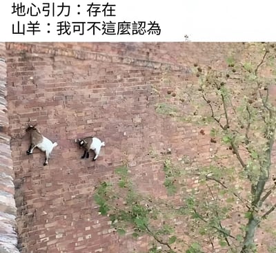 图片展示了两只山羊正在垂直的砖墙上攀爬，仿佛完全不受地心引力影响。上方配有文字：'地心引力：存在 山羊：我可不這麼認為'，幽默地表现了山羊惊人的攀爬能力，制造出它们在挑战物理定律的喜剧效果。