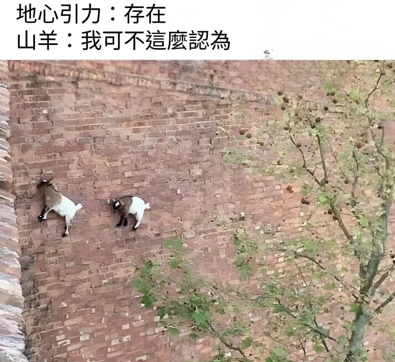 山羊