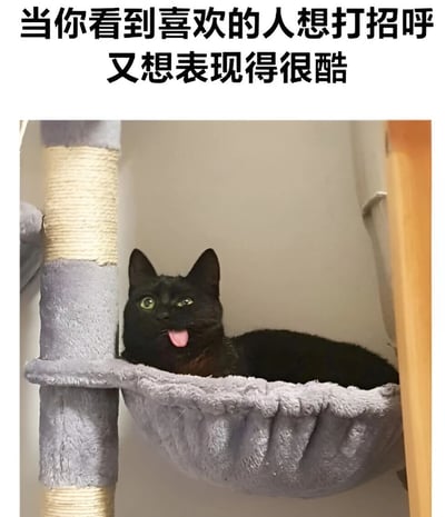 图片上方配有文字“当你看到喜欢的人想打招呼又想表现得很酷”，下方是一只黑猫坐在灰色猫爬架的吊篮里。黑猫身体蜷缩，头部转向一侧，眼睛睁得很大，舌头微微伸出，表情看起来有些故作镇定又带着一丝紧张和不自然，生动地演绎了想打招呼又要维持酷感的矛盾心理。