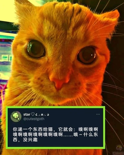 这是一张趣味宠物主题的图文混排内容，主体是一只睁着圆溜溜大眼睛的橘色猫咪，猫咪表情懵懂呆萌，面向镜头。图片下方叠加了一个模拟X（原Twitter）平台的推文框，推文用户名为star（@cutestgoth），内容精准吐槽了猫咪的典型行为：当人类递东西给猫咪时，它会反复嗅闻，看似好奇，最后却迅速失去兴趣，这种描述高度还原了养猫过程中的日常细节，戳中宠物爱好者的共鸣，整体风格轻松搞笑，充满治愈感。
