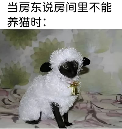 图片上方配有文字“当房东说房间里不能养猫时：”，下方是一只黑色猫咪穿着白色蓬松的绵羊 costume，脖子上系着带有金色铃铛的粉色蝴蝶结，正坐在铺有花纹床单的床上。猫咪的黑色耳朵和眼睛从绵羊装中露出，形成一种“伪装成绵羊来躲避房东检查”的幽默场景，通过反差萌和机智应对的方式展现了租房养猫的趣味困境。