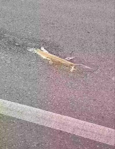 这是一张拍摄于户外道路的照片，路面上的一处修补痕迹，因形状、颜色与蜥蜴高度相似，形成了有趣的视觉错位效果，让观察者第一眼容易误将其认作趴在路面的蜥蜴，是自然场景中巧合形成的趣味视觉现象。