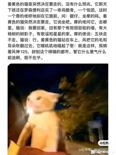 一张图文混排的梗图，上方是一段关于姜黄色猫咪决定离开城市的故事，描述了猫咪在罗森便利店买完食物后，乘坐摩的返乡的经历，文字中充满对家乡的向往和对都市生活的告别。下方配图是一只姜黄色猫咪坐在摩托车上的模糊照片，背景是夜晚的树影，整体营造出一种文艺、向往自由的氛围。