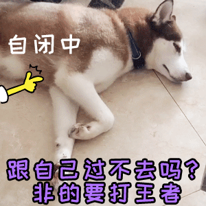 哈士奇自闭躺平：打王者何苦为难自己