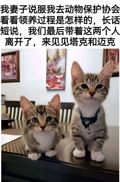 图片上方配有文字：“我妻子说服我去动物保护协会看看领养过程是怎样的，长话短说，我们最后带着这两个人离开了，来见见塔克和迈克”。下方是两只可爱的虎斑小猫，它们有着大大的耳朵，白色的爪子和胸前毛发，其中一只戴着蓝色的项圈，项圈上还有一个小铃铛。小猫们坐在深色的桌子上，背景是挂着几幅油画的白色墙壁，整体场景温馨居家。图片通过文字制造幽默效果，开头说“带着这两个人离开”让人误以为领养了人，结尾揭晓“塔克和迈克”是小猫的名字，形成反差萌。