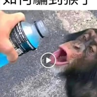 猴子