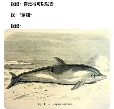 图片上方是三段对话文字，分别为“我妈：你觉得可以就去”、“我：*穿鞋*”、“我妈：”，下方是一幅黑白的海豚（Dauphin ordinaire）躺在地面上的复古插画。通过文字与插画的结合，幽默地表现了妈妈表面同意“我”出门，当“我”真的准备行动（穿鞋）时却可能反悔或阻止的场景，利用海豚的静态画面暗示了妈妈突然的“刹车”。