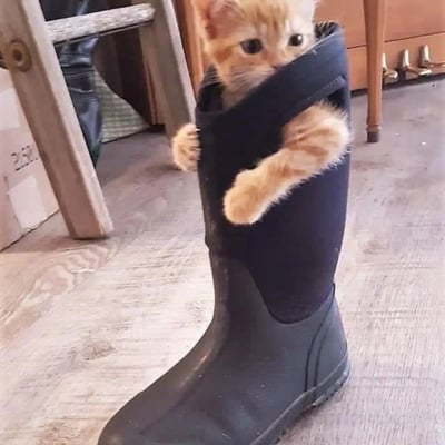 一只毛茸茸的小橘猫蜷缩在一只黑色橡胶雨靴里，只露出小脑袋和两只前爪，正好奇地向外张望。猫咪的眼睛又大又圆，表情呆萌可爱。背景中可以看到木地板和部分家具，营造出温馨的居家氛围。