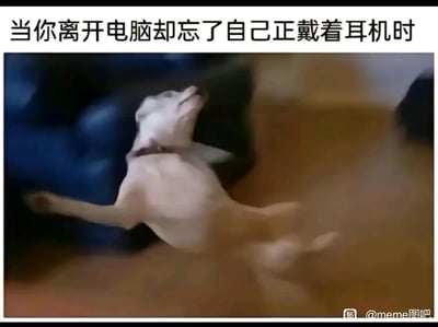 这是一张贴合日常尴尬场景的搞笑meme梗图，图片上方配有文字“当你离开电脑却忘了自己正戴着耳机时”，图中是一只真实的狗狗被外力猛地拉扯，身体腾空后仰、四肢失控摆动的模糊画面，生动且夸张地还原了人们戴着连接电脑的耳机起身时，忘记摘下耳机被耳机线拽住脖子往后扯的狼狈瞬间，用动物的失控姿态放大了这个日常社死场景的喜剧效果，极易引发有相同经历的网友的共鸣。