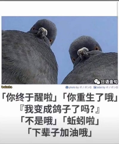 图片展示了两只灰黑色的鸽子，从下往上拍摄，背景是清澈的蓝天。鸽子头部微微扭转，露出圆润的眼睛和灰白色的喙部，姿态显得自然生动。图片下方叠加了一段拟人化对话文字：「你终于醒啦」「你重生了哦」「我变成鸽子了吗？」「不是哦」「蚯蚓啦」「下辈子加油哦」。这段对话通过将鸽子赋予人类语言能力，制造出强烈的幽默反差——原本可能期待的“重生为鸽子”的设定，突然反转成“是蚯蚓”，形成出其不意的搞笑效果，展现了网络梗图常见的脑洞创意。