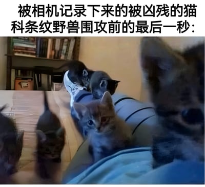 图片上方配有文字“被相机记录下来的被凶残的猫科条纹野兽围攻前的最后一秒：”，下方是一张实拍照片。照片中几只小猫正围绕着一个人的腿部，有的趴在裤腿上，有的抬头张望，表情呆萌可爱。文字使用夸张的“凶残的猫科条纹野兽”来形容实际温顺的小猫，形成强烈反差，制造出幽默效果。背景中可见书架和一些杂物，整体场景温馨日常。
