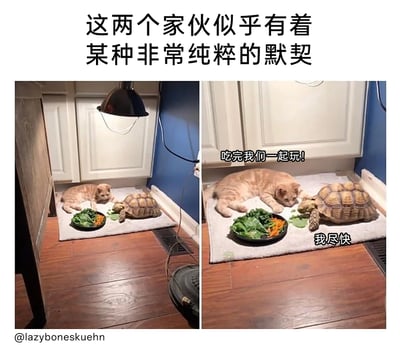 这是一张左右对比的趣味萌宠图，左侧画面中，橘猫和陆龟一同趴在室内的垫子上，面前摆放着一盘混合蔬菜，橘猫看向正在进食的陆龟；右侧画面里，橘猫凑近陆龟，配文“吃完我们一起玩！”，陆龟则配文“我尽快”，图片上方有标题“这两个家伙似乎有着某种非常纯粹的默契”。通过猫的急切和乌龟的慢节奏形成反差，生动展现出这对萌宠间温馨又有趣的互动，充满治愈感。
