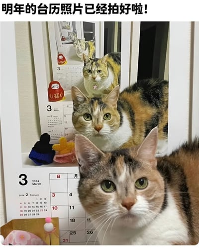 一张创意猫咪台历照片，画面中一只三花猫站在镜子前，通过多层镜面反射形成了猫咪层层递进的视觉效果。猫咪前方摆放着2024年3月的日历，旁边还有一个红色的福字玩偶和一些小摆件。图片上方配有文字'明年的台历照片已经拍好啦!'，展现了主人为猫咪拍摄台历照片的有趣创意。