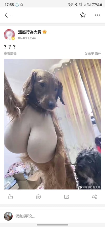 社交媒体用户“迷惑行為大賞”发布的一张搞笑P图，图中一只棕色狗狗被后期添加了人类的米色躯干，呈现出站立姿态，身旁还有一只小黑狗抬头注视。帖子配文“???”，表达对这一荒诞画面的迷惑感。整体场景发生在室内，背景有窗帘和堆放的物品，画面因狗狗与人类躯干的违和拼接产生强烈喜剧效果。