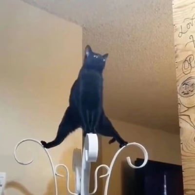 一只纯黑色的猫正以一种奇特的姿势站立在房间角落的白色金属架子上。猫咪身体直立，后腿分开踩在架子的两端，前爪似乎搭在了天花板上，整个身体呈现出一种努力向上伸展的姿态，头部微微抬起，眼睛睁大看向斜上方，表情带着一丝惊讶和专注。背景是米色的墙壁，右侧有一块木质板子，上面有一些模糊的手绘图案和文字。整体画面因猫咪怪异又可爱的姿势显得十分有趣，充满了生活中的意外笑点。