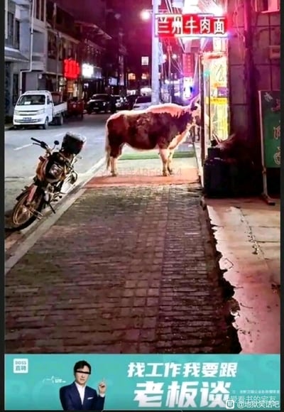 夜晚的街道上，一家兰州牛肉面馆的霓虹灯招牌格外醒目，而一只牛竟然站在面馆门口的人行道上，形成了有趣的画面对比。图片下方还有一个穿西装男子的广告，上面写着"找工作我要跟老板谈"。这种意想不到的动物出现在店铺门口的场景，给人一种幽默搞笑的感觉。