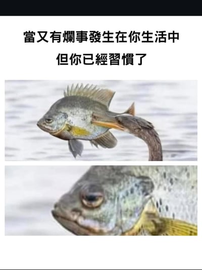 这张梗图通过上下两张鱼的照片，幽默地表达了人们对生活中不断发生的糟糕事情逐渐麻木的状态。上方图片展示一条鱼被鱼钩穿透身体却依然平静地游动，下方图片是这条鱼的特写，眼神中透露出一种经历过风浪后的淡然。图片上方配有文字"当又有烂事发生在你生活中但你已经习惯了"，精准概括了现代人面对生活困境时的无奈与释然。