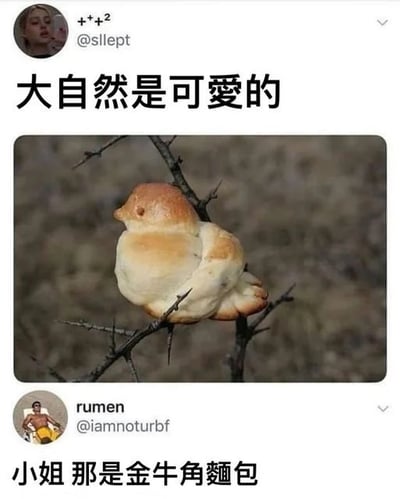 这是一张来自X平台（原推特）的社交媒体截图，画面上方是用户@sllept发布的内容，其配文“大自然是可爱的”，并附上一张图片：一个造型被处理成小鸟模样的金牛角面包，卡在带刺的树枝上，从外观上看极易被误认为是一只真实的小鸟。画面下方是用户@iamnoturbf（昵称rumen）的回复，配文“小姐 那是金牛角麵包”，直接指出了发布者的误会，揭示了图中“小鸟”的真实身份，形成了一个充满趣味的视觉误会，整体内容轻松搞笑，利用造型相似的面包制造出错觉笑点。
