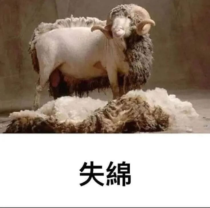 绵羊