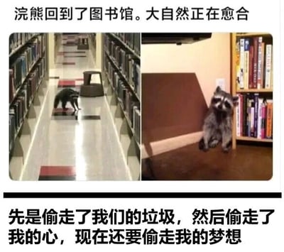 图片为左右双拼的图文混排内容。左侧画面中一只浣熊正沿着图书馆的书架过道行走，地面铺有红白相间的地垫；右侧画面中同一只浣熊坐在棕色椅子上，旁边是摆满书籍的书架。图片上方配有文字“浣熊回到了图书馆。大自然正在愈合”，下方文字为“先是偷走了我们的垃圾，然后偷走了我的心，现在还要偷走我的梦想”。通过浣熊出现在图书馆这一意外场景，结合递进式的“偷窃”幽默文案，营造出轻松搞笑的氛围，调侃浣熊从“偷垃圾”到“偷梦想”的可爱形象转变。