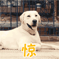 震惊表情的狗狗GIF动图