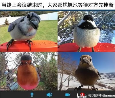 这张图将四张真实拍摄的鸟类照片拼接成线上视频会议的界面样式，顶部配文“当线上会议结束时，大家都尴尬地等待对方先挂断”，把小鸟拟人化为参会者，精准还原了职场中线上会议结束后，所有参会者都出于社交礼貌，不好意思率先挂断会议，只能沉默着互相等待的尴尬场景，用可爱的鸟类形象放大了这种窘迫又好笑的氛围，极易引发职场人的共鸣。