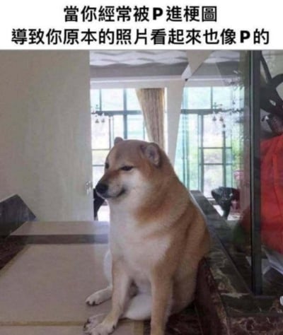 图片展示了一只柴犬坐在室内柜台上，表情看起来有些怀疑和困惑。图片上方配有文字：'當你經常被P進梗圖 導致你原本的照片看起來也像P的'，意思是当一个人（或动物）经常被PS进各种梗图后，连他们原本真实的照片看起来都像是PS过的了。这是一种幽默的夸张，玩了人们对经常被恶搞对象产生的认知偏差的梗。