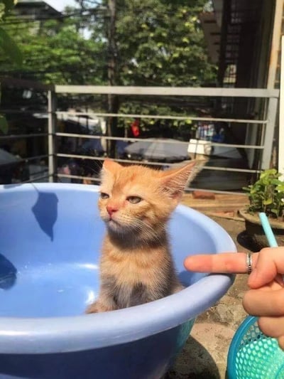 一只毛茸茸的小橘猫正端坐在浅蓝色的塑料盆中，它有着粉色的小鼻子和微微眯起的绿色眼睛，耳朵竖起，表情淡定又带点慵懒。前景中，一只戴着银色戒指的人类手指正指向小猫的脸，仿佛在与它互动。背景是户外场景，有金属栏杆、茂密的绿树和几盆绿植，阳光洒下形成自然光影，整体氛围温馨治愈。这张照片捕捉了宠物与人类互动的可爱瞬间，小猫的无辜表情和悠闲姿态让人忍不住心生喜爱。