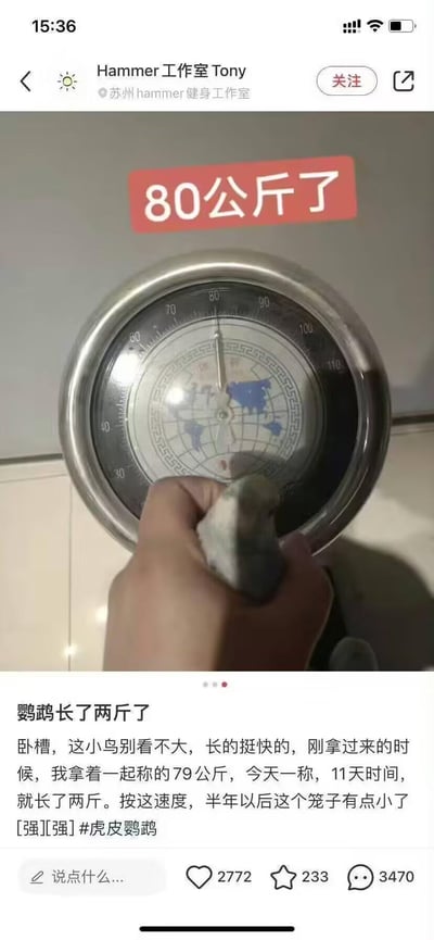 这是一条来自苏州Hammer健身工作室Tony的社交媒体动态，图中一只手托着一只虎皮鹦鹉，对着健身器械的重量表盘（表盘显示80公斤），上方配有红色文字“80公斤了”。下方文案调侃称，刚拿到鹦鹉时和它一起称体重是79公斤，11天后称是80公斤，就说鹦鹉长了两斤，还打趣按这个速度半年后笼子都要不够用了。实际是博主自身的体重变化，却故意乌龙到鹦鹉身上，制造出搞笑效果。