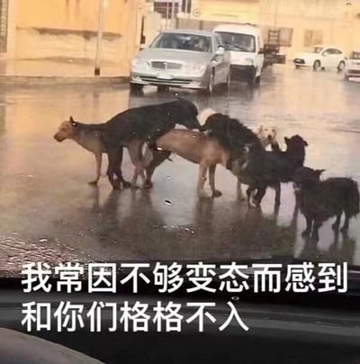 图片展示了一个雨天的街道场景，地面湿滑反光。一群狗聚集在路边的水洼中，它们的姿势和互动显得有些混乱和怪异。图片底部有一行白色文字："我常因不够变态而感到和你们格格不入"，这句话与狗狗们略显怪异的聚集状态形成幽默对比，表达了一种因与众不同而感到不合群的自嘲情绪。