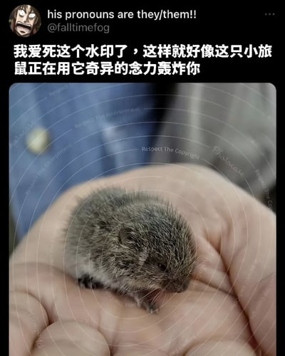 这张图片展示了一只被捧在手心的小旅鼠，图片上覆盖着Photocase的版权水印，水印呈现为多个同心圆并带有"Respect The Copyright"文字。图片上方有英文文字"his pronouns are they/them!!"和用户名"@falltimefog"，以及中文文字"我爱死这个水印了，这样就好像这只小旅鼠正在用它奇异的念力轰炸你"。
