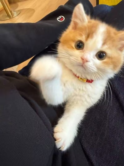 这是一张实拍的静态照片，主体为一只橘白双色的奶猫，脖颈佩戴着带有金色小吊牌的红色项圈，它睁着圆溜溜的大眼睛直视镜头，表情无辜软萌。小猫趴在身着深色带有品牌标识衣物的人的身上，其中一只前爪向前探出，另一只前爪因运动产生模糊，看起来仿佛正在向镜头招手，背景能隐约看到浅色木质地板与金属桌脚的边角，整体氛围软萌治愈，极具亲和力。