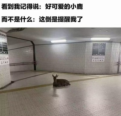 图片上方为两行黑色加粗文字，第一行写着“看到我记得说：好可爱的小鹿”，第二行写着“而不是什么：这倒是提醒我了”，下方是一张实拍场景图：一只小鹿正趴在铺有浅色瓷砖的地下通道内，周围是灰色砖墙，墙上有带日文的指示牌，顶部有长条形白色灯光。整体通过拟人化的文字与小鹿安静趴在公共通道的画面形成反差，幽默调侃人们看到小鹿时可能产生的“被提醒某事”的联想，而非单纯称赞其可爱。