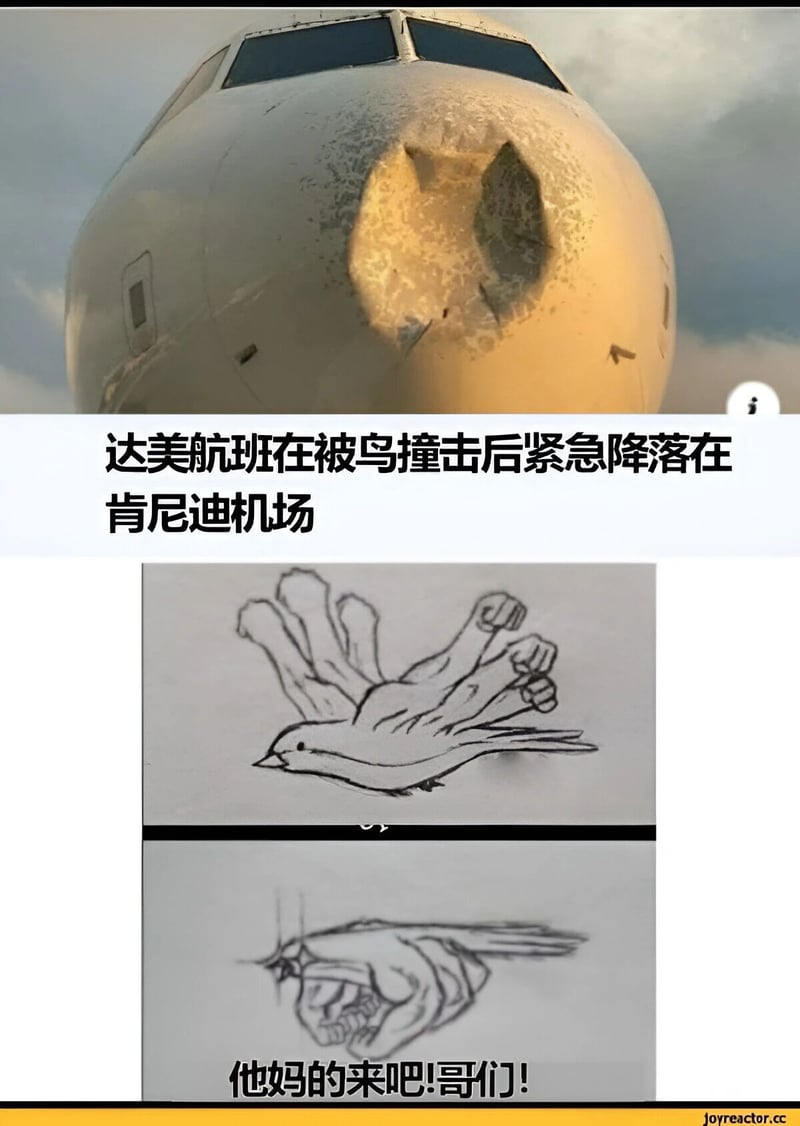 鸟