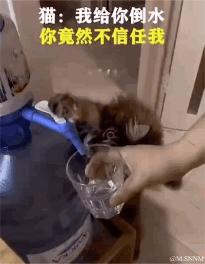 这是一段趣味动态GIF，画面中一只猫咪站在桶装水的抽水器旁，做出要按动抽水器给下方玻璃杯倒水的动作，此时一只手拿着玻璃杯的同时，又伸手去按抽水器。图上方配文以拟人的方式替猫咪说出“我给你倒水 你竟然不信任我”，将人类插手的行为解读为对猫咪的“不信任”，用拟人化的调侃制造出搞笑的反差感，让普通的宠物日常互动变得趣味十足。
